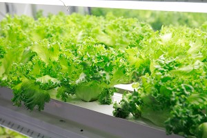 food_processing_img001